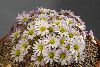 <em>Callianthemum anemonoides</em>